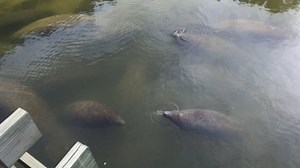 Tampa Electric's Manatee Viewing Center plans to reopen Nov. 1