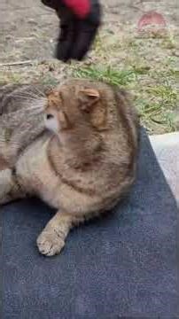 Wheel bearing replacement on a Czech grandma car #automobile #mechanic #repair