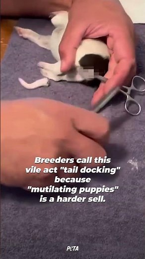 They Call It “Tail-Docking.” This Is What It Actually Means. 💔