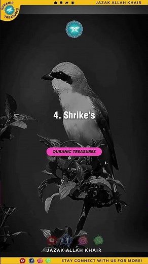 These Animals Are Sacred In Islam ❌ | Animals You Must NOT Harm 🐾