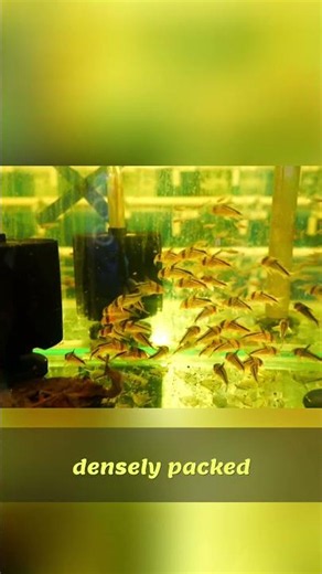 Fish Processing: From Holding to Transit Explained