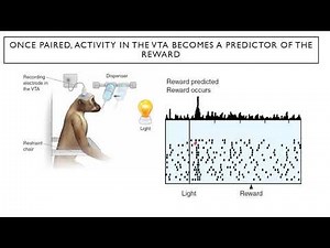 Introduction to Neuroscience 2: Lecture 20: Reward circuits and drug addiction