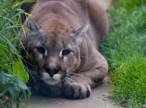Owning a Pet Cougar: Understanding the Risks