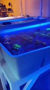 Wow!!! Check out the corals at this LFS! Amazing prices!#trending #fishtank #viralvideo #coral #fyp