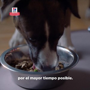 Aunque no siempre puedes estar con ellos, con Hill's Science Diet y su mezcla de antioxidantes, les ayudas a vivir más sanos el mayor tiempo posible | Hill's Pet Perú