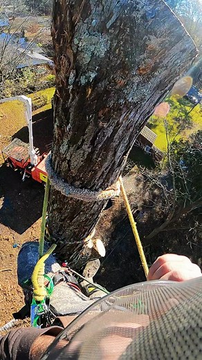 Expert Tree Cutting Techniques for Safe Removal