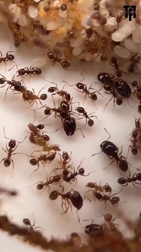 Giga Fourmis : découvrez le destin d’une colonie enfermée à jamais ! Music track: Imagination by Alegend Source: https://freetouse.com/music Copyright Free Music (Free Download) #fouryou #gigafourmis #Elevage @highlight Gigafourmis | Theogene Fils Lawyer Théo