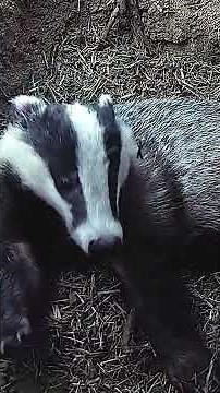 Badger moments caught on camera 🦡