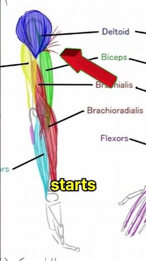 Why Arm Muscles Pull the Bones | Anatomy for Artists #shorts