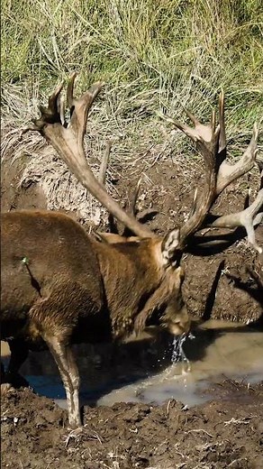 Close range Red Stag archery kill in the New Zealand mountains. Absolute heart stopper.