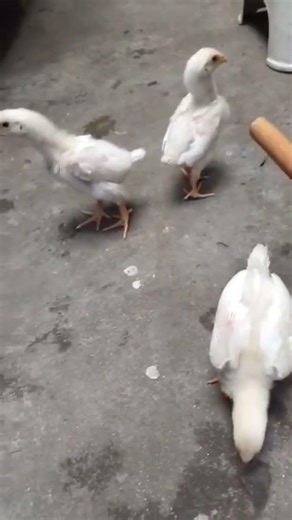 #Shamu#Chuzay#CuteChicks#BabyChicks#Chicks#seal#FarmChicks#Poultry#LittleChicks#ChickenBaby 🐥