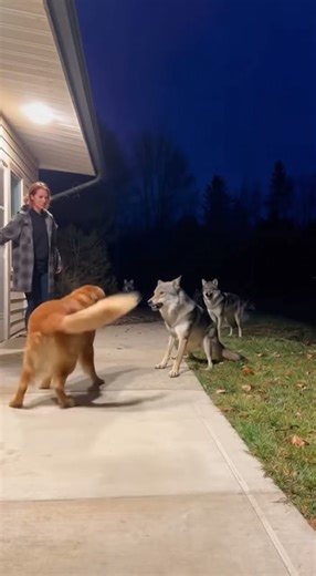 Hero Golden Retriever Fights Off Wolf Pack to Save Owner 🐶🐺