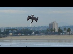 Pelican Power Diving for Fish