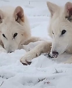 Dire Wolves: Rediscovering Ancient Predators