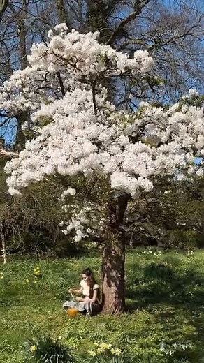Should I eat it all?? 🤗 Wild flower honey harvest from the log hive🍯 🐝 This is a conservation hive - meaning, the intention is not to harvest from it, but to allow the resident bees to live happily in the orchard without any human intervention. Logs hives provide wild bees with a home as similar as possible to those they are losing in the wild. Alas, the wild swarm that moved into this hive last summer didn’t make it through the winter ☹️ The death of the colony is the only time we would take