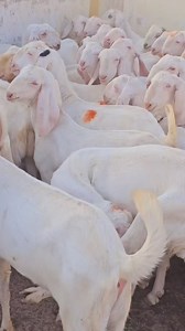 8.9K views · 296 reactions | #Bakra #Eid #ke #liye 45 Bakra for sale 03494745882 | Naveed Goat Farm | Facebook