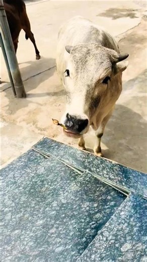 jai nandi maharaj #cow #nandimahraj #cowvideos #animals #youtubeshorts #shortsfeed #shortsvideo