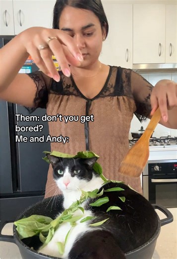 Funny Cat Moments That Will Make You Laugh