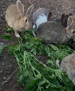 M - Nation 💣 So my Pet Rabbits have multiplied and I need new names for the latest additions to the family. I’m thinking we name two Simon & Sara Ibu. Just look at them ….. feeding off me and enjoying it. 😊😊😊😊 They are so happy 😀 But you know what? I am happier to be their provider because Without my name in their mouths, They ain’t shiiiiiii !!!!! | Mutale Mwanza