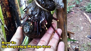 Air layering or marcotting method on mango tree | Grafting Examples