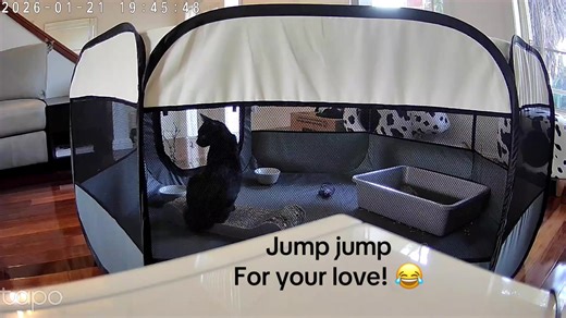 Spike Gets Startled by Tiny: A Hilarious Cat Moment