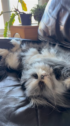 Even if I’m the biggest snorer of all time, Mom says I’m still the most charming one. ** Même si je suis le plus grand ronfleur de tous les temps, maman dit que je suis quand même le plus charmant. | Atchoum the cat