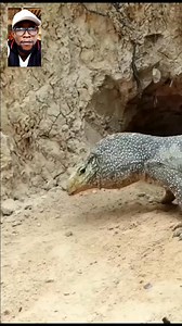 Monitor Lizard Furious Attaçk On Python | General Hub