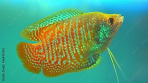 Dwarf gourami fish close up macro slow motion shot. Flame gourami, Red gourami or Sunset gourami fish. Native to India, West Bengal, Assam, and Bangladesh. Exotic fish in the home pool.