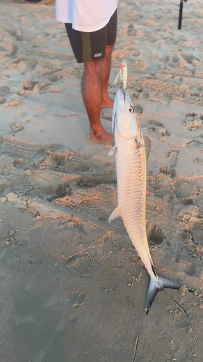 Qatar fishing inland sea jiging 😍😍 major craft jigpara😍#fishing_rover #qatarfishing #inlandseaqatar #jiging | Fishing rover