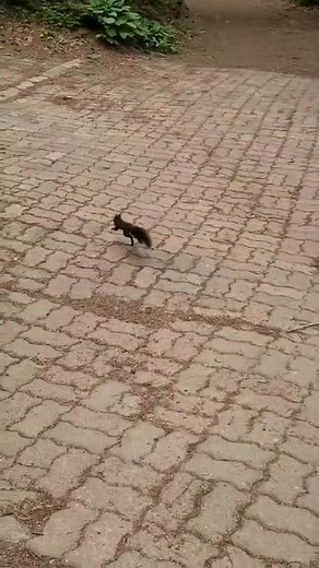 청설모 사냥하는 고양이 Cat hunts squirrel 1/5 #Shorts