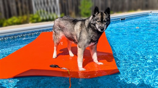 4.4K views · 393 reactions | Beat the summer heat with the Snow Dogs! We're making refreshing DIY watermelon popsicles for the pups and testing out a giant new pool float with hilarious results. Join us for a family pool party, a trip to a local festival, and the ultimate husky taste test! #dogvlog #summerfun #diydogtreats #huskylife #poolparty | Snow Dogs Vlogs | Facebook