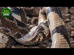 The Terrifying Hunting Moments Of The Most Venomous Snakes You Could Never Imagine | animal attacks