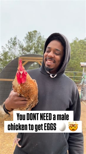 Afya Farms on Instagram: "A lot of us can’t own ROOSTERS when you stay in the city or residential areas because it’s against the law. For that reason we don’t get into owning chickens. I started owning chickens when I stayed in Atlanta AS SOON as I found out that I didn’t need a rooster ! Did you know , in MOST CITIES you CAN own chickens !!!!!! Roosters are not needed for you to start having your own farm fresh eggs laid right in your back yard. So MY PEOPLE if you have just a little bit of bac