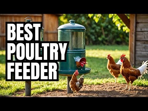 Best Chicken Feeder? OverEZ 50 lb Gravity-Fed Poultry Feeder Review (No-Waste, Rainproof Design)