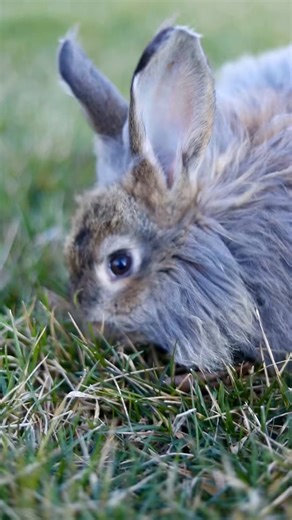 Thank you all for the name suggestions for this baby Giant Angora rabbit. I fina #farm #shearing #viralvideo #fypシ #trend #combing #lifeexperience #foryou #facebookreels #sheep #diy #teaching #reels #story #scouring #reelusa #spinning | Henry Olsen