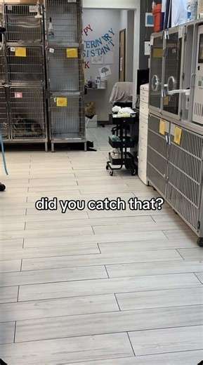 The most low-key escape… no one even noticed 😭. #v#vethospitalc#catsoftiktoks#sneakycatc#caughtoncamerafyp