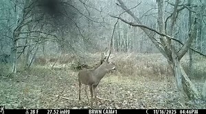 Swamp Donkey Scrapes are still on Fire!! #swampdonkeypreorbitalgland #mulekickerdominantbuck | Swamp Donkey Deer Scents, LLC