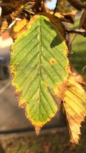 Hornbeam (Carpinus betulus) - leaves close up - November 2017