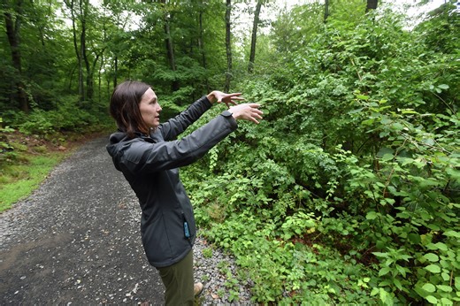 CT trees 'struggling' from changing climate patterns and pests, arborist says
