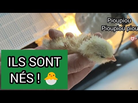 Naissance de poussins ! Éclosion de poules de Gournay et Faverolles 🐣