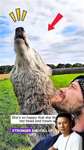 A Wild Wolf Cub, A Kind Human, One Unbreakable Bond ❤️