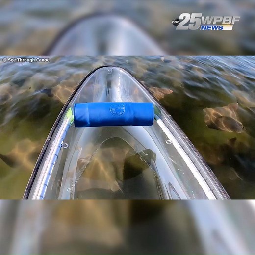 37K views · 54 reactions | INCREDIBLE VIDEO of cownose rays. See Through Canoe took this incredible video a few days ago! | WPBF 25 News | Facebook