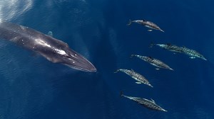 2.8K views · 667 reactions | A significant finding yesterday made by our crew: A Sei Whale, amongst the feeding Humpbacks and Common Dolphins! This is the 3rd time we have confirmed a Sei Whale sighting off Orange County. Our deckhand photographer Kristin Campbell Photography captured these amazing moments as Common Dolphins closely rode the nose of this rare vistor. | Newport Coastal Adventure | Facebook