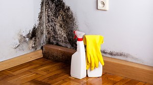 Rainbow International Restoration Suwanee Offers Mold Clean Up Services in Decatur GA