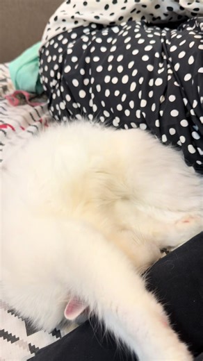 Barfi being an anti-barff kitten #barfithecat #catsoftiktok #petsoftiktok #catlover #cat