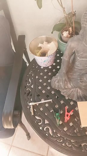 Aladdin'sane on TikTok