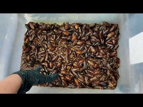 What to expect from a Dubia roach starter colony- tips from our breeding experience. #breeding