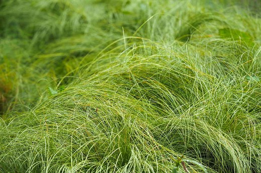 Carex Is One of the Best Grass Alternatives for Your Lawn, Say Horticulturalists