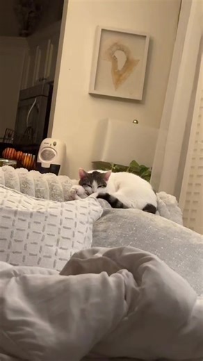 Hey Cat 🐈 🫶🏾 #fyp #catsoftiktok #catlover #yesihaveacat
