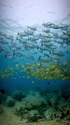 Fish use various sensory cues for schooling, including vision and the lateral line system (a unique sensory system in fish that detects water movements), ensuring cohesion and synchrony in their movements. #MarineBiology #SaveOurOceans #OceanExploration #DeepSeaDiving #OceanConservationist #UnderwaterWonder #ExploreTheOcean #ProtectOurSeas #OceanAdventures #DiveIntoNature #OceanicBeauty #SeaLifeSpectacle #UnderwaterMagic #DiveWithPurpose #DiscoverTheDeep #BluePlanetBeauty #UnderwaterExpedition #